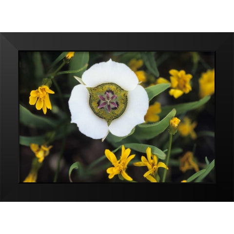 Colorado Mariposa tulip and mountain wildflowers Black Modern Wood Framed Art Print by Rotenberg, Nancy