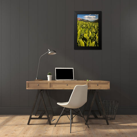 CO, Crested Butte Corn lily field and flowers Black Modern Wood Framed Art Print by Rotenberg, Nancy