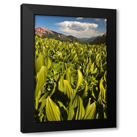 CO, Crested Butte Corn lily field and flowers Black Modern Wood Framed Art Print with Double Matting by Rotenberg, Nancy