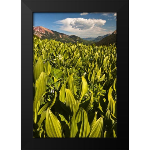CO, Crested Butte Corn lily field and flowers Black Modern Wood Framed Art Print by Rotenberg, Nancy