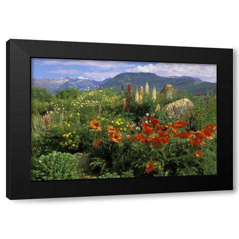 CO, Crested Butte Wildflowers in mountain garden Black Modern Wood Framed Art Print with Double Matting by Rotenberg, Nancy