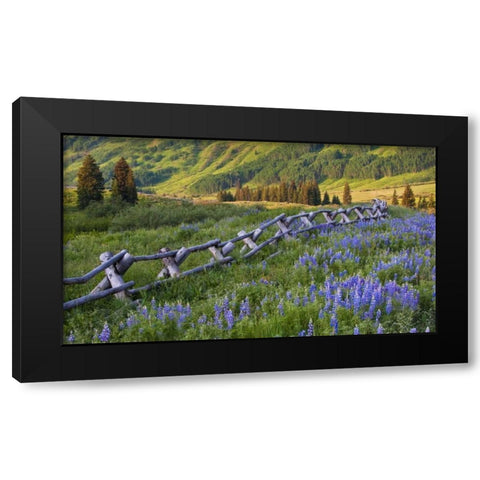 Colorado Lupines and split rail fence in meadow Black Modern Wood Framed Art Print by Rotenberg, Nancy
