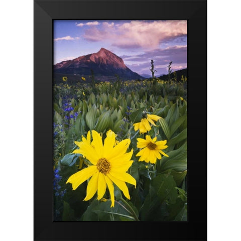 CO, Mt Crested Butte Meadow flowers at sunset Black Modern Wood Framed Art Print by Rotenberg, Nancy
