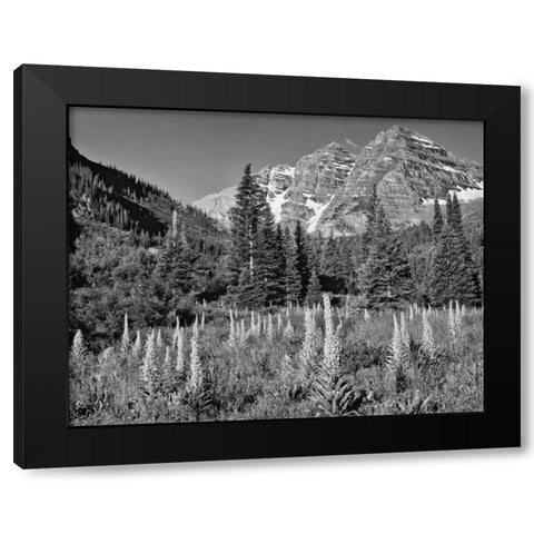 CO, White Mountain NF Maroon Bells and meadow Black Modern Wood Framed Art Print by Flaherty, Dennis