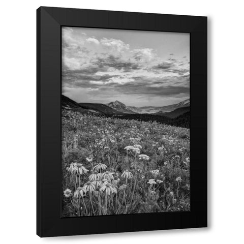 Colorado, Crested Butte flowers cover hillside Black Modern Wood Framed Art Print by Flaherty, Dennis