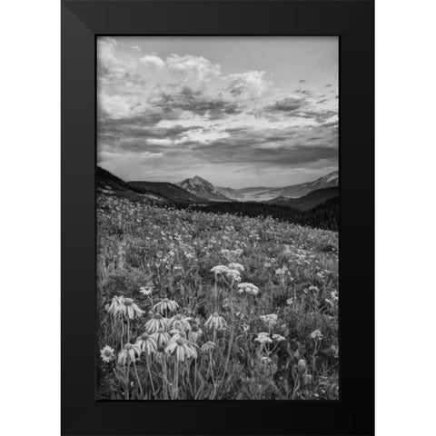 Colorado, Crested Butte flowers cover hillside Black Modern Wood Framed Art Print by Flaherty, Dennis