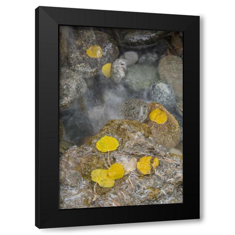 Colorado, Pike NF Aspen leaves on icy rocks Black Modern Wood Framed Art Print by Grall, Don
