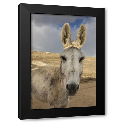 USA, Colorado, South Park Close-up of wild burro Black Modern Wood Framed Art Print by Grall, Don