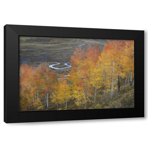 CO, Gunnison NF Aspen grove at peak autumn color Black Modern Wood Framed Art Print with Double Matting by Grall, Don