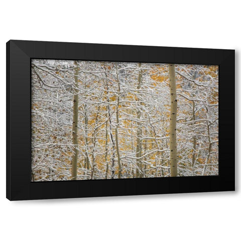 Colorado, San Juan Mountains Snow on aspen trees Black Modern Wood Framed Art Print with Double Matting by Grall, Don