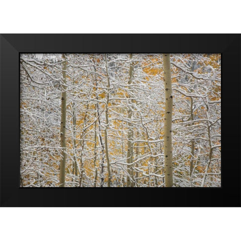 Colorado, San Juan Mountains Snow on aspen trees Black Modern Wood Framed Art Print by Grall, Don