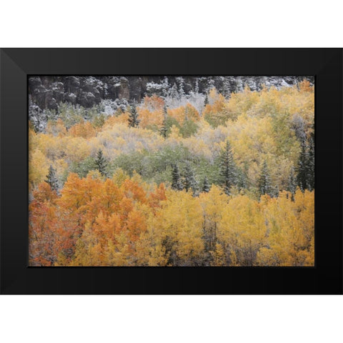 Colorado, San Juan Mts Aspens after snowstorm Black Modern Wood Framed Art Print by Grall, Don