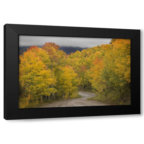 CO, San Juan NF Autumn aspen trees and road Black Modern Wood Framed Art Print with Double Matting by Grall, Don