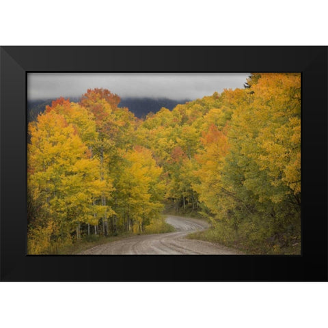 CO, San Juan NF Autumn aspen trees and road Black Modern Wood Framed Art Print by Grall, Don