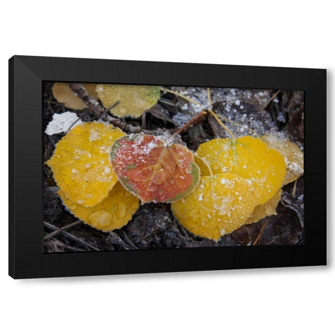 CO, Uncompahgre NF Frozen water on aspen leaves Black Modern Wood Framed Art Print by Grall, Don