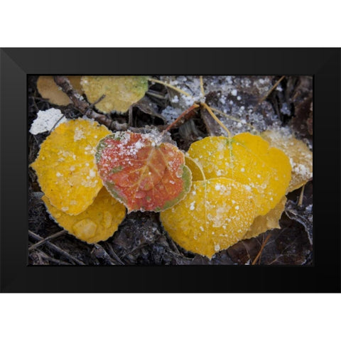 CO, Uncompahgre NF Frozen water on aspen leaves Black Modern Wood Framed Art Print by Grall, Don