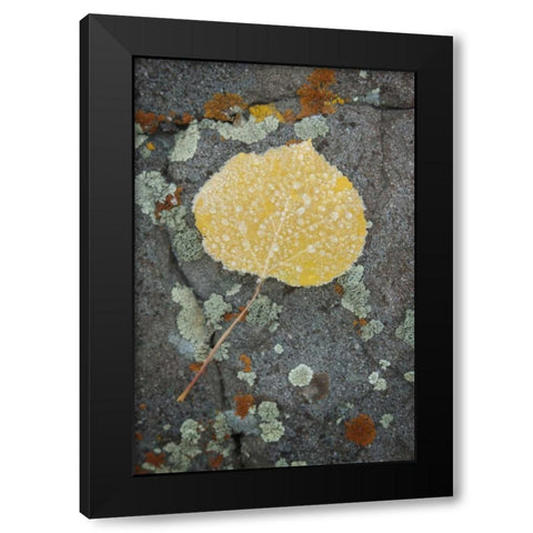 Colorado, Uncompahgre NF Rindrops on aspen leaf Black Modern Wood Framed Art Print by Grall, Don