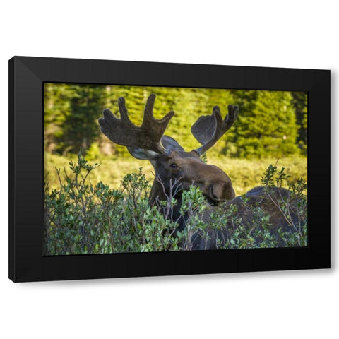 Colorado, Arapaho NF Wary male moose Black Modern Wood Framed Art Print with Double Matting by Illg, Cathy and Gordon