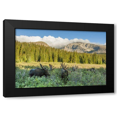 CO, Arapaho NF Male moose grazing on bushes Black Modern Wood Framed Art Print with Double Matting by Illg, Cathy and Gordon