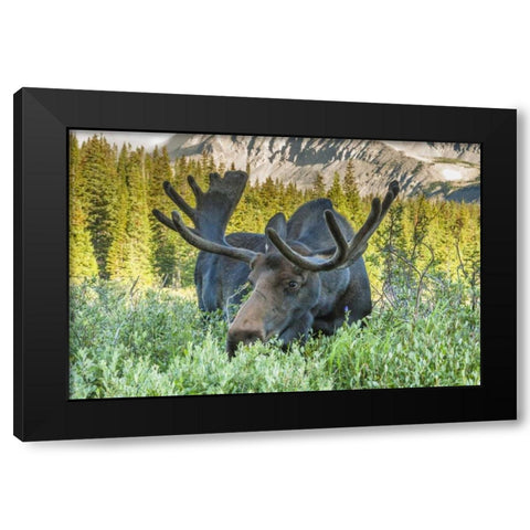 Colorado, Arapaho NF Male moose grazing on bush Black Modern Wood Framed Art Print with Double Matting by Illg, Cathy and Gordon