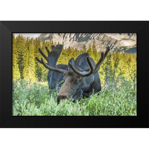 Colorado, Arapaho NF Male moose grazing on bush Black Modern Wood Framed Art Print by Illg, Cathy and Gordon