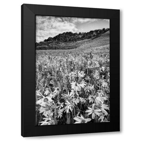 Colorado Wildflowers cover hillside Black Modern Wood Framed Art Print with Double Matting by Flaherty, Dennis