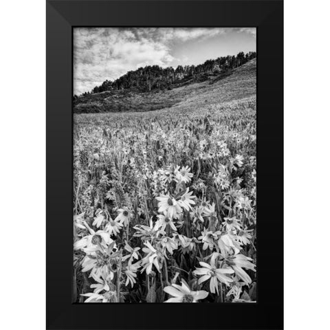 Colorado Wildflowers cover hillside Black Modern Wood Framed Art Print by Flaherty, Dennis