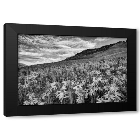 Colorado Wildflowers cover hillside Black Modern Wood Framed Art Print with Double Matting by Flaherty, Dennis