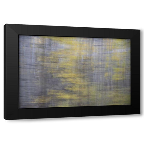 CO, Gunnison NF Abstract of aspens Black Modern Wood Framed Art Print by Grall, Don
