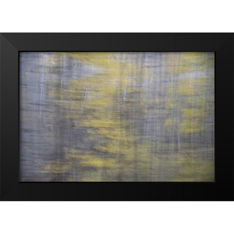 CO, Gunnison NF Abstract of aspens Black Modern Wood Framed Art Print by Grall, Don