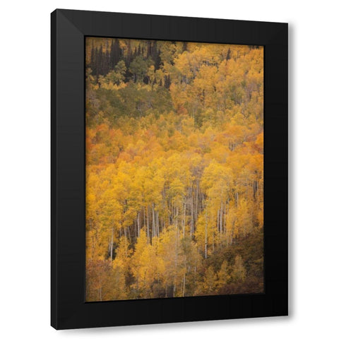 CO, Gunnison NF Aspen forest at peak autumn Black Modern Wood Framed Art Print with Double Matting by Grall, Don