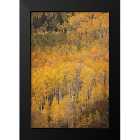 CO, Gunnison NF Aspen forest at peak autumn Black Modern Wood Framed Art Print by Grall, Don