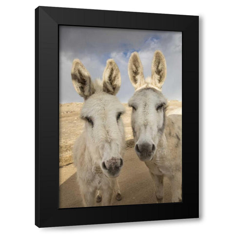 Colorado, South Park Close-up of wild burros Black Modern Wood Framed Art Print with Double Matting by Grall, Don
