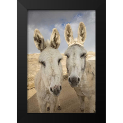 Colorado, South Park Close-up of wild burros Black Modern Wood Framed Art Print by Grall, Don