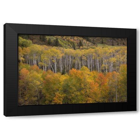 CO, White River NF Aspen grove at peak autumn Black Modern Wood Framed Art Print with Double Matting by Grall, Don