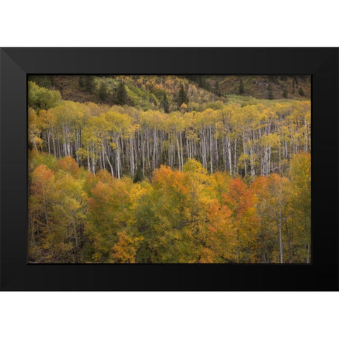 CO, White River NF Aspen grove at peak autumn Black Modern Wood Framed Art Print by Grall, Don