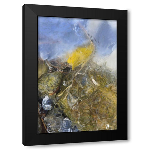 Colorado, Pike NF Frozen aspen leaf on rock Black Modern Wood Framed Art Print with Double Matting by Grall, Don
