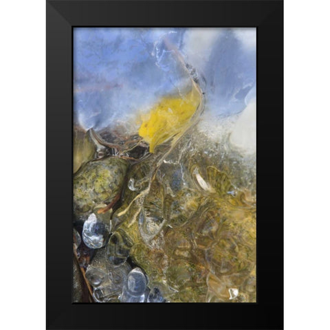 Colorado, Pike NF Frozen aspen leaf on rock Black Modern Wood Framed Art Print by Grall, Don