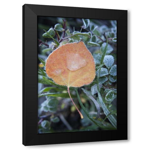 CO, Uncompahgre NF Frozen raindrops on aspen Black Modern Wood Framed Art Print with Double Matting by Grall, Don