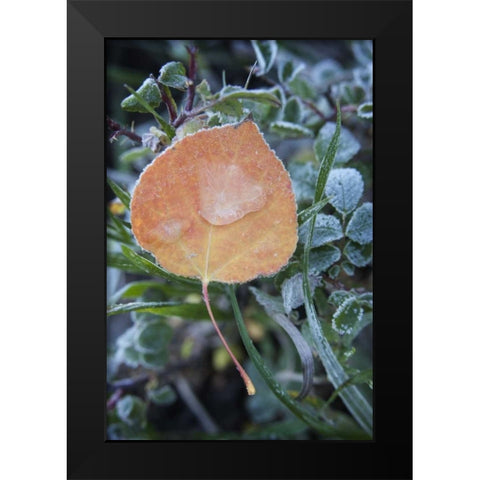 CO, Uncompahgre NF Frozen raindrops on aspen Black Modern Wood Framed Art Print by Grall, Don