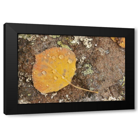 CO, Gunnison NF Aspen leaf and lichen on rock Black Modern Wood Framed Art Print with Double Matting by Grall, Don
