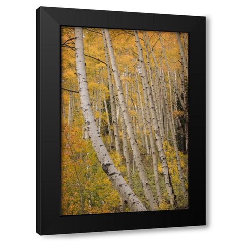 Colorado, San Juan NF Autumn-colored aspen trees Black Modern Wood Framed Art Print with Double Matting by Grall, Don