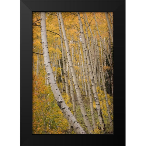Colorado, San Juan NF Autumn-colored aspen trees Black Modern Wood Framed Art Print by Grall, Don