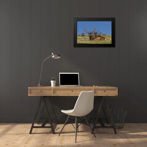 Colorado, Rocky Mountain NP Bull elks resting Black Modern Wood Framed Art Print by Illg, Cathy and Gordon