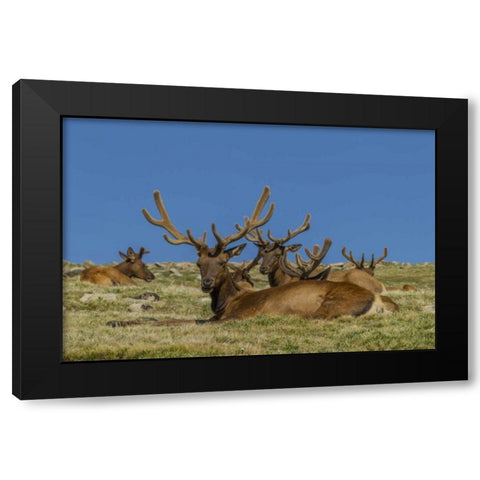 Colorado, Rocky Mountain NP Bull elks resting Black Modern Wood Framed Art Print with Double Matting by Illg, Cathy and Gordon