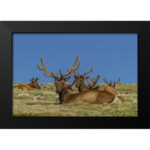 Colorado, Rocky Mountain NP Bull elks resting Black Modern Wood Framed Art Print by Illg, Cathy and Gordon