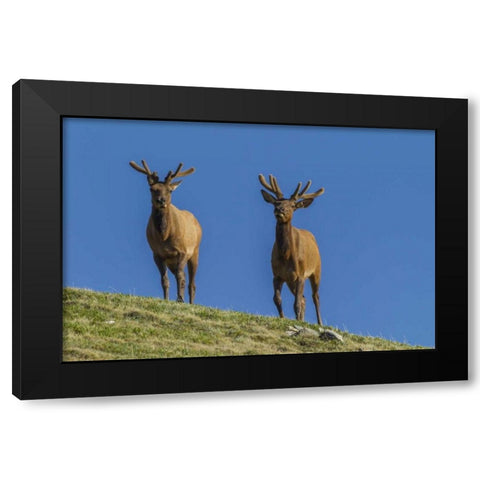 Colorado, Rocky Mountain NP Bull elks on ridge Black Modern Wood Framed Art Print by Illg, Cathy and Gordon