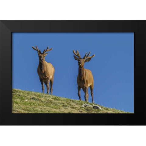 Colorado, Rocky Mountain NP Bull elks on ridge Black Modern Wood Framed Art Print by Illg, Cathy and Gordon