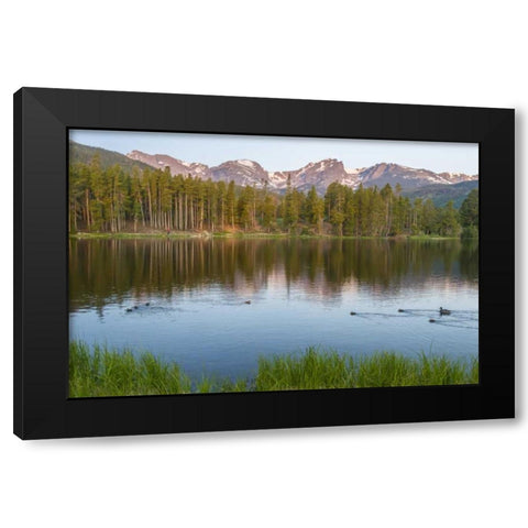 Colorado, Rocky Mountains Ducks on Sprague Lake Black Modern Wood Framed Art Print with Double Matting by Illg, Cathy and Gordon