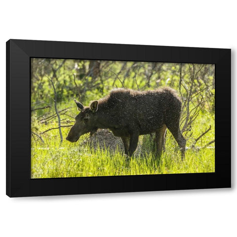 Colorado, Rocky Mts Moose shaking off water Black Modern Wood Framed Art Print by Illg, Cathy and Gordon